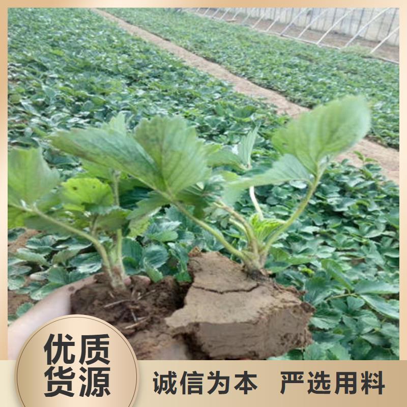 草莓苗廠家量大優惠