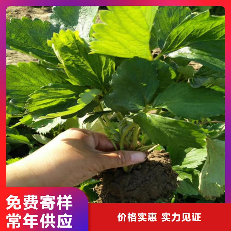 优质的草莓苗-实体厂家可定制