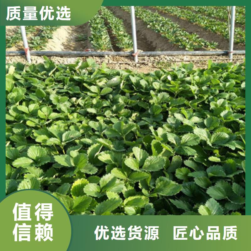 草莓苗适用范围