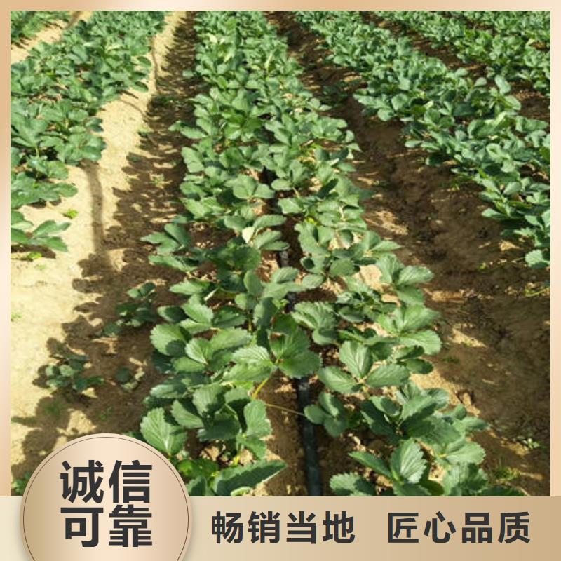 草莓苗适用范围