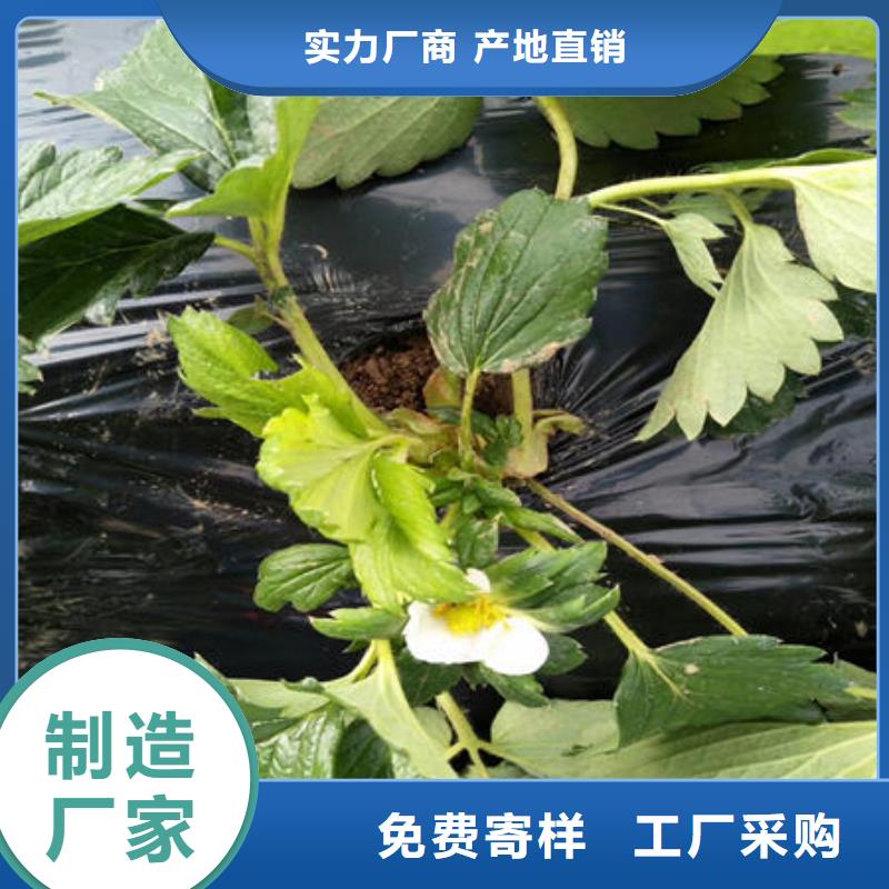 草莓苗适用范围