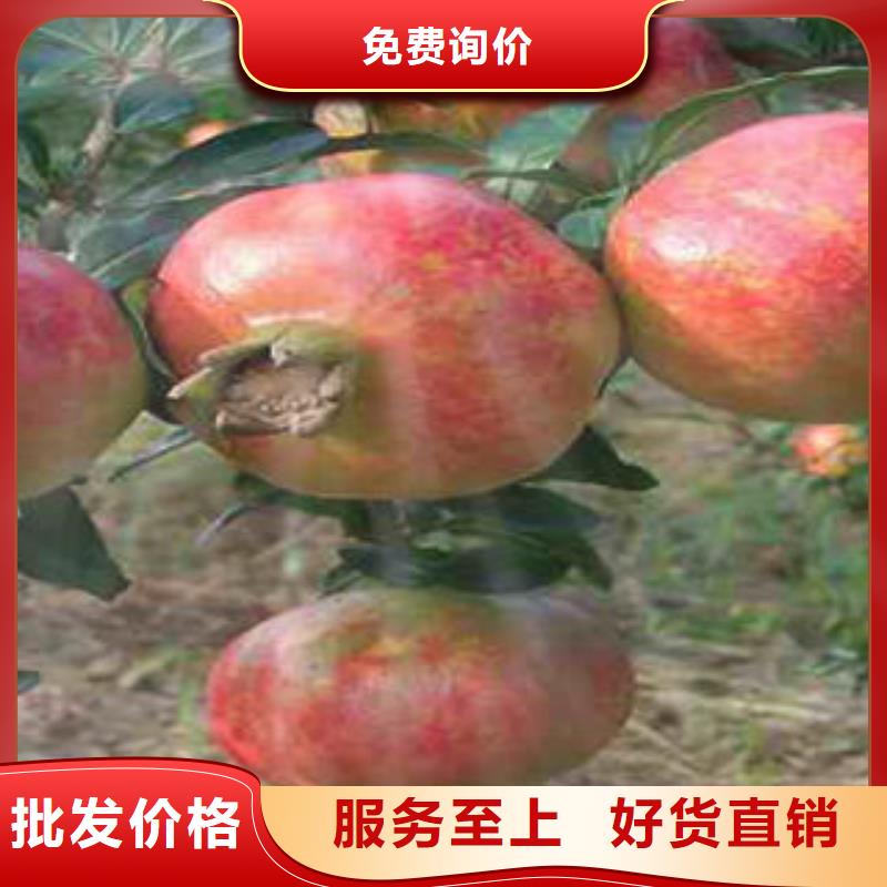 石榴樹苗生產銷售