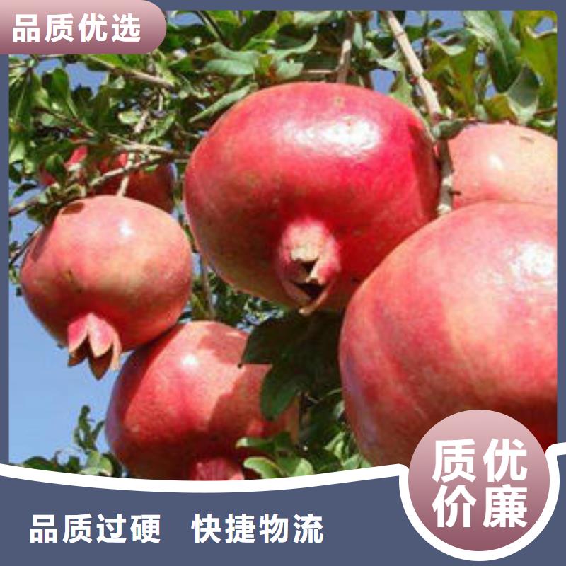 石榴樹苗-實力商家