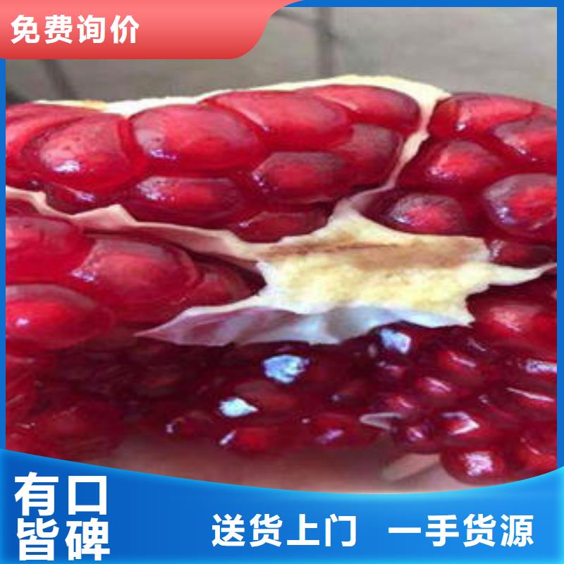 石榴樹苗定制加工