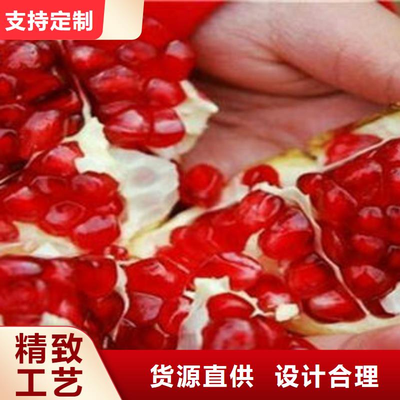 石榴樹苗廠家-全國接單