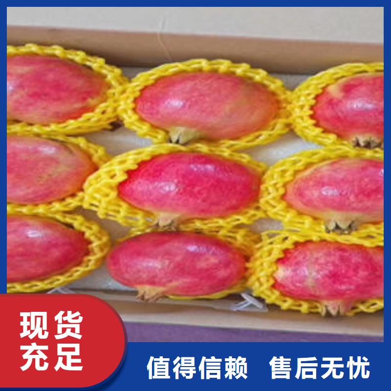 石榴樹苗定制加工