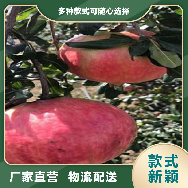 ：石榴樹苗生產廠家