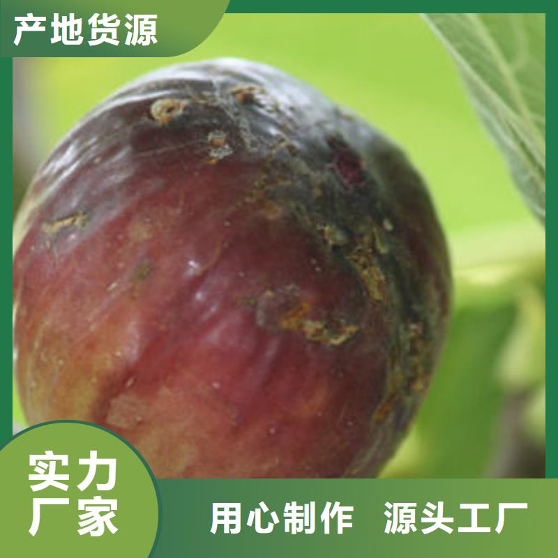 无花果树苗品牌厂家