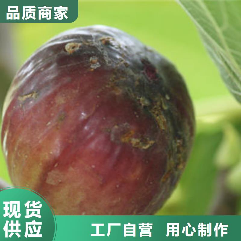 无花果树苗_无花果树苗公司