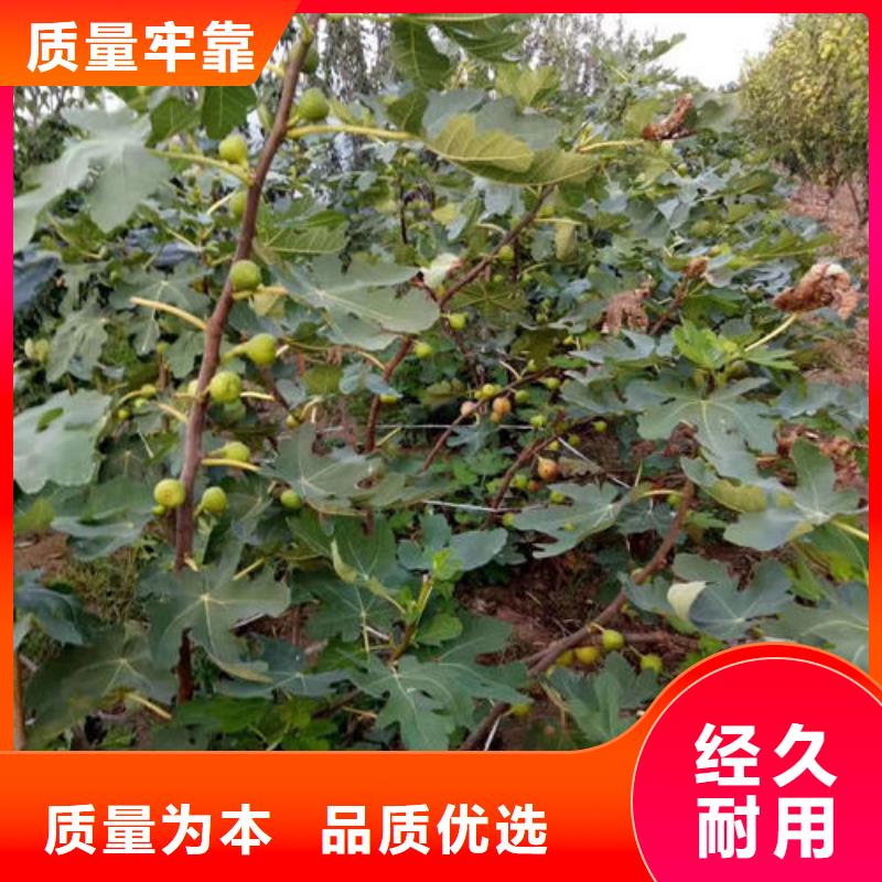 无花果树苗批量采购