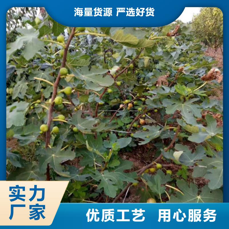 批发无花果树苗的基地