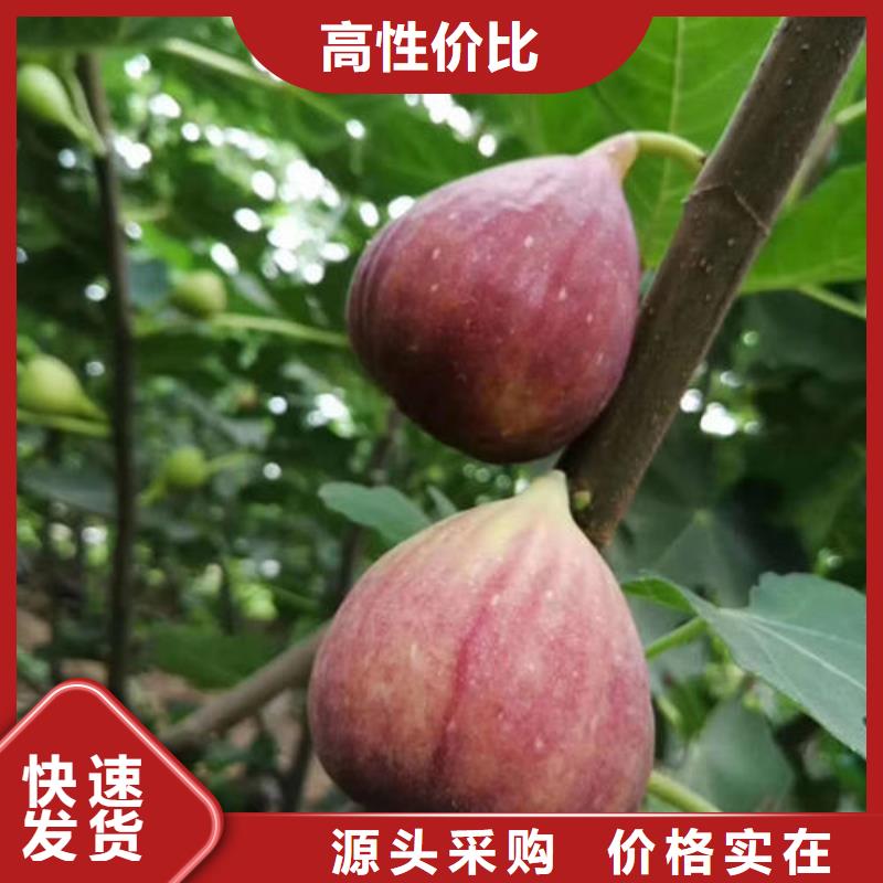 无花果树苗生产厂商