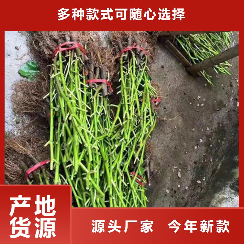 无花果树苗认准实力工厂