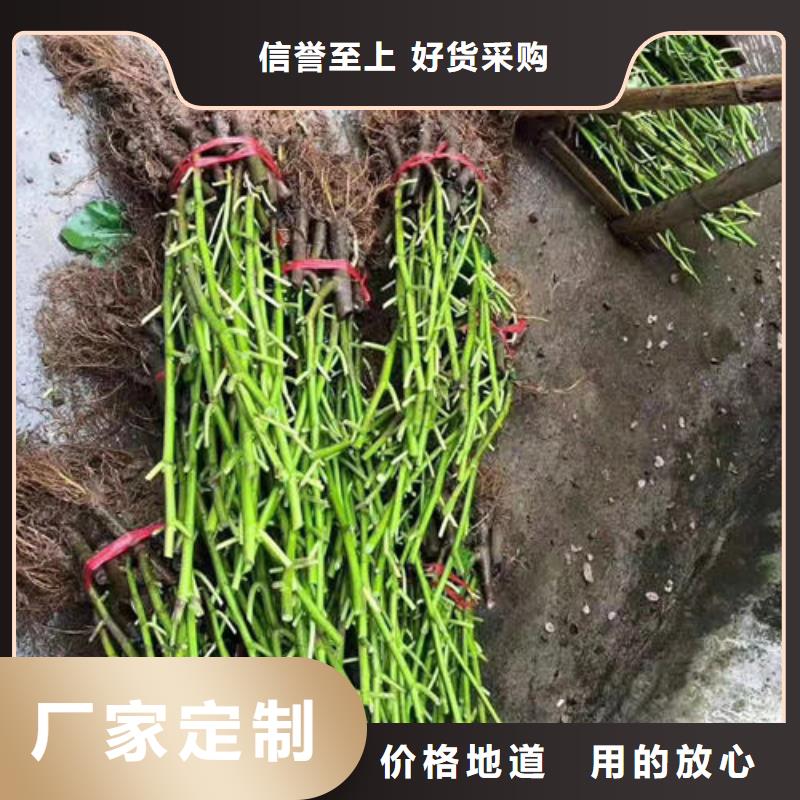 无花果树苗品质与价格