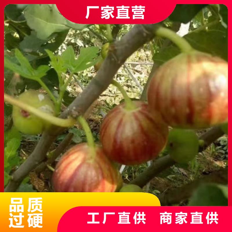 无花果树苗现场安装