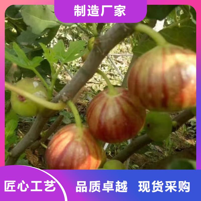 无花果树苗品牌保证