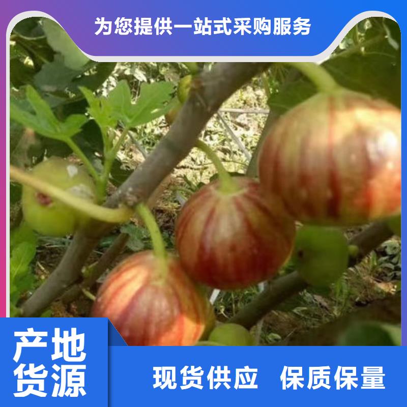 無花果樹苗、無花果樹苗供應商
