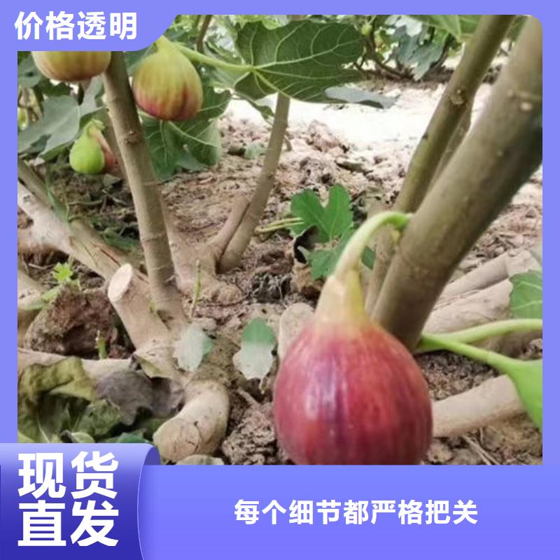 无花果树苗行业资讯