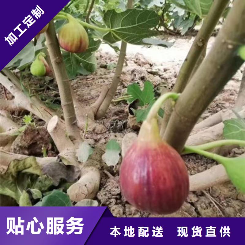 无花果树苗_保证正品