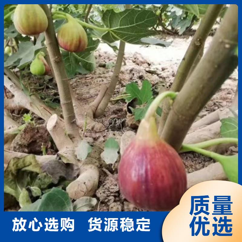 无花果树苗品牌厂家