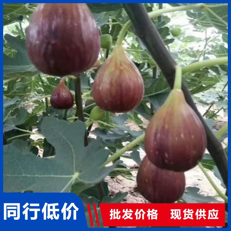 无花果树苗_无花果树苗公司