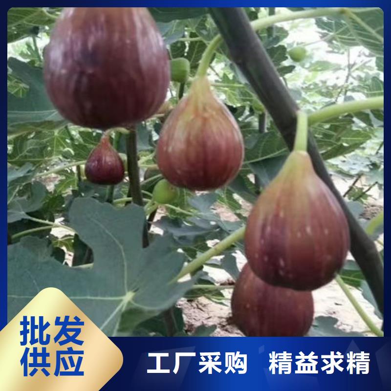 质量优的无花果树苗厂家