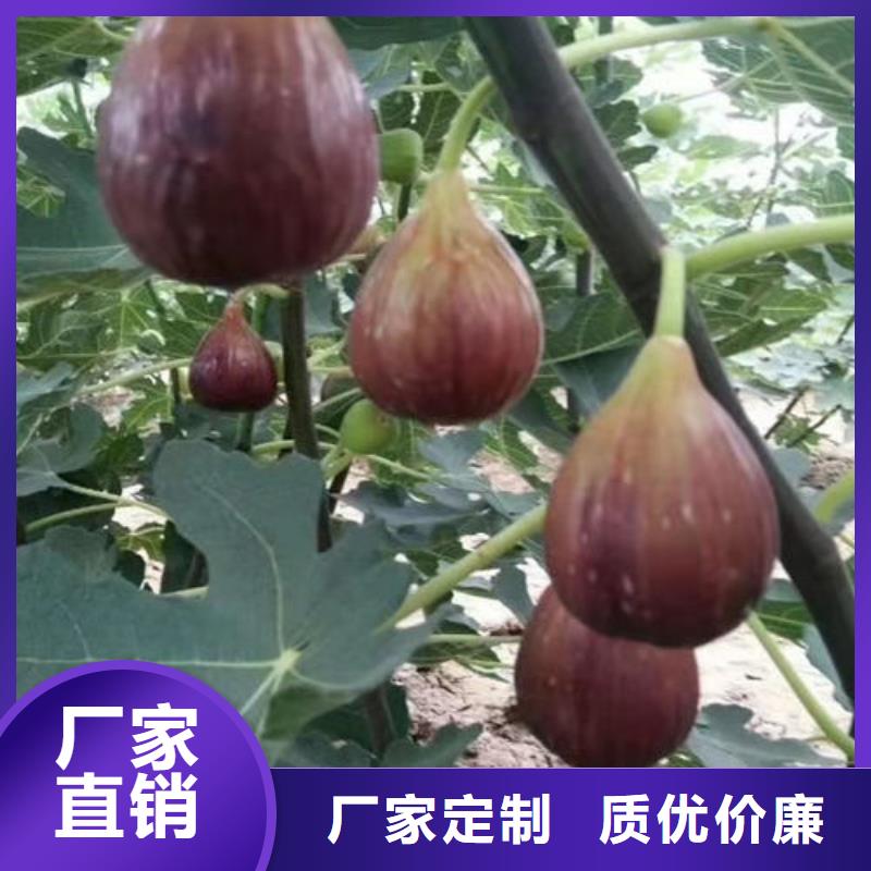 采购无花果树苗-实体厂家可定制