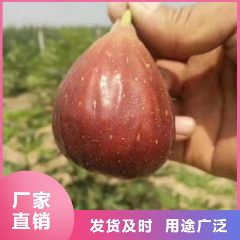 无花果树苗生产厂商