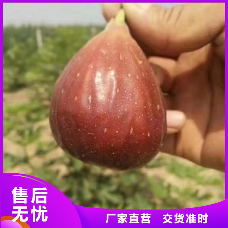 无花果树苗品质与价格