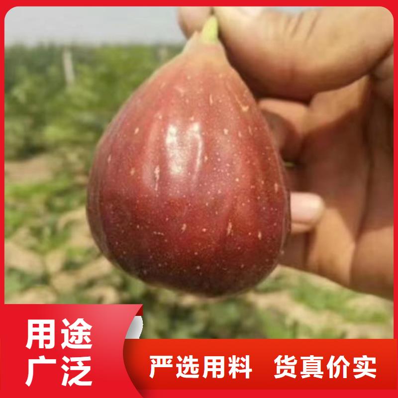 供应无花果树苗【无中间商】