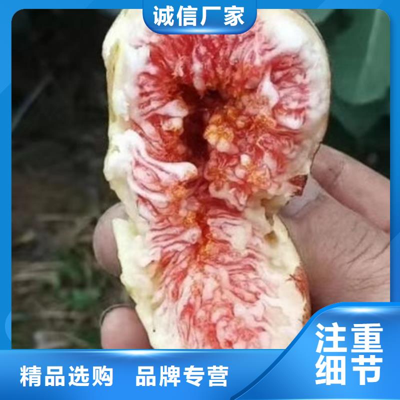 无花果树苗批量采购