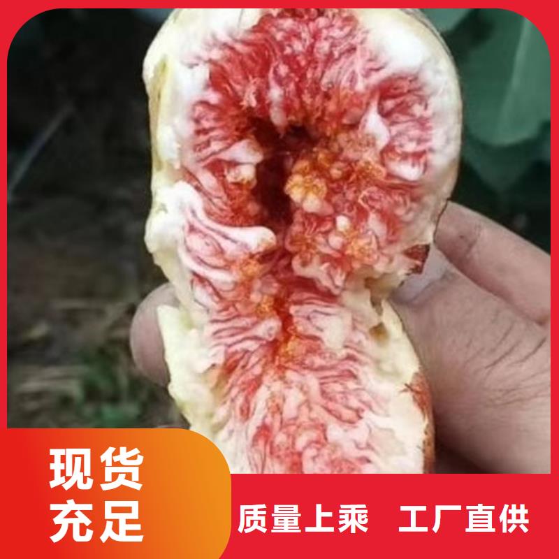 无花果树苗价格公道