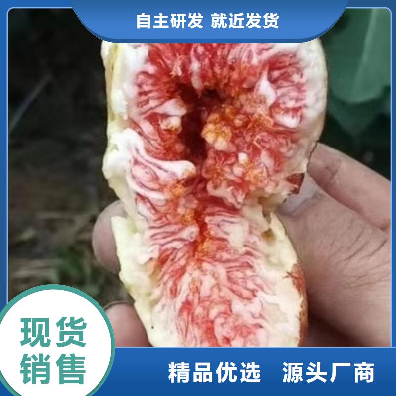 无花果树苗种类