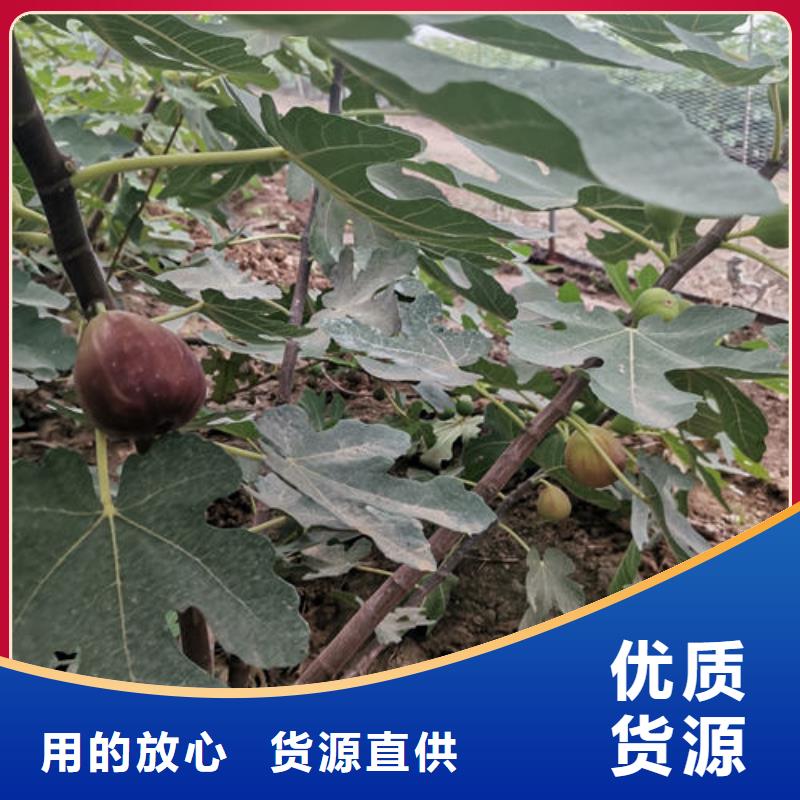 价格实惠的无花果树苗生产厂家