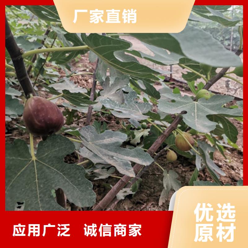 无花果树苗优质供货厂家