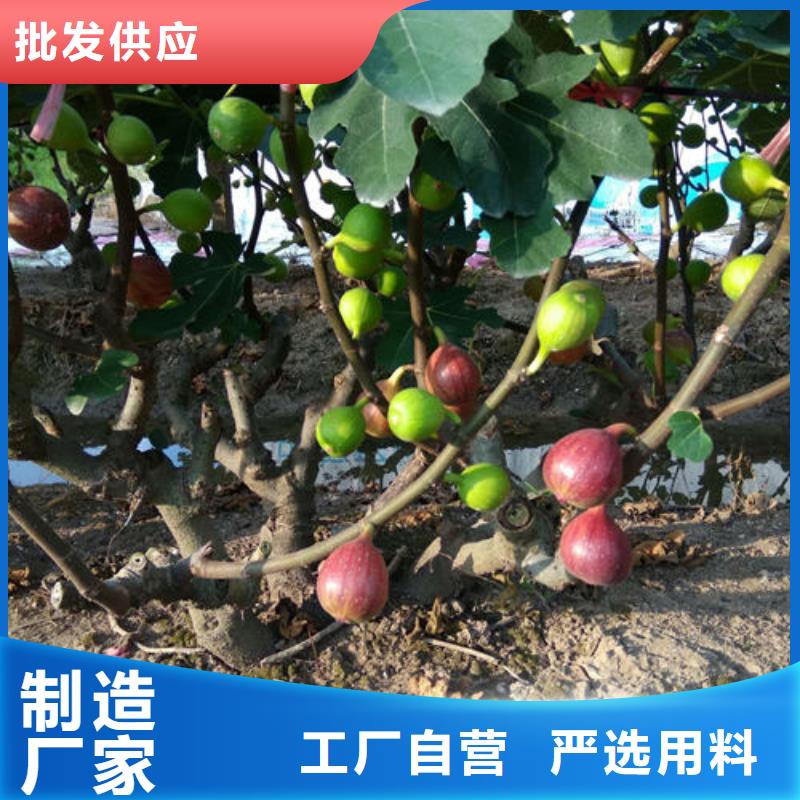 无花果树苗批发优惠多