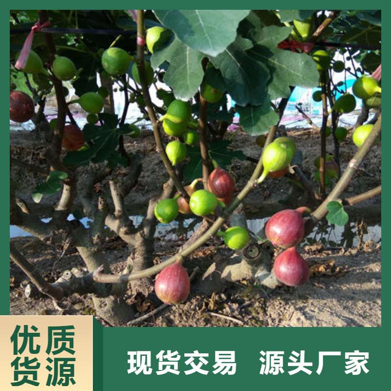 无花果树苗产品规格介绍