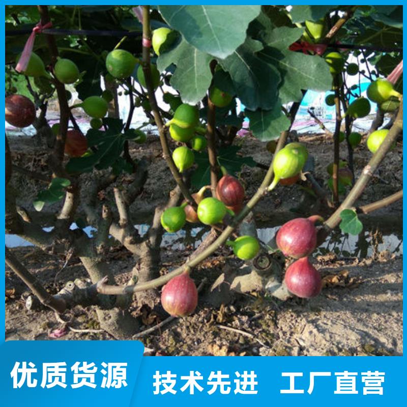 无花果树苗厂家诚信经营