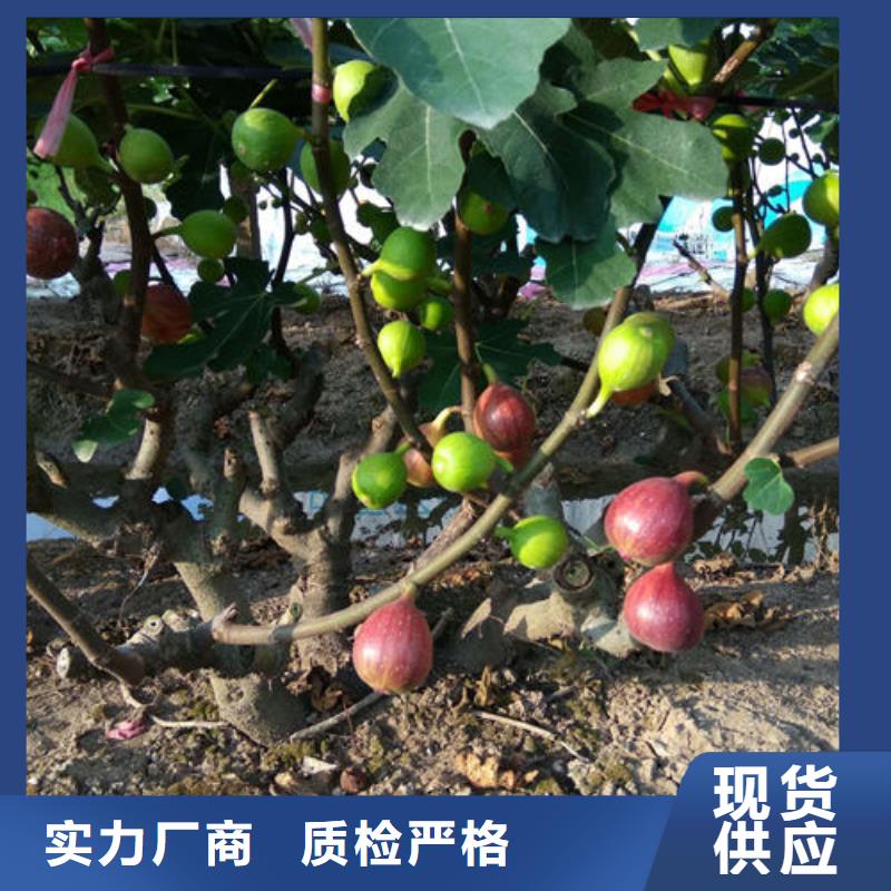 无花果树苗优选品牌