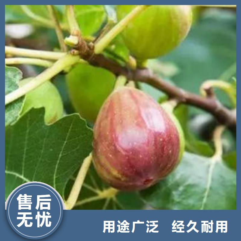 无花果树苗生产厂商