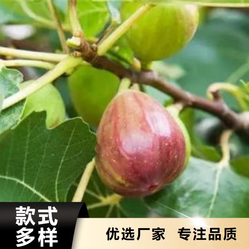 无花果树苗可按需定做