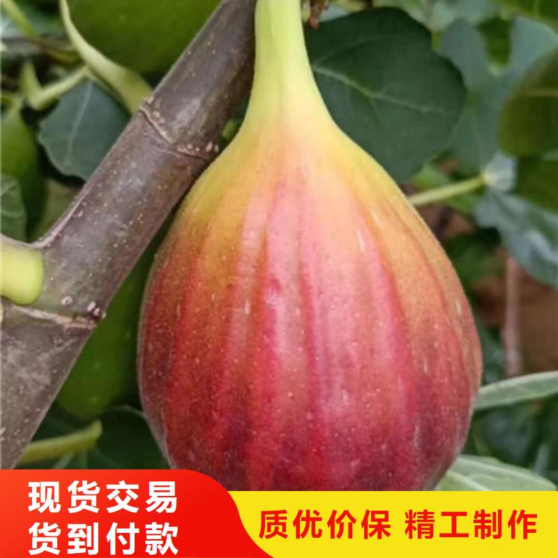 采購無花果樹苗必看-質量好