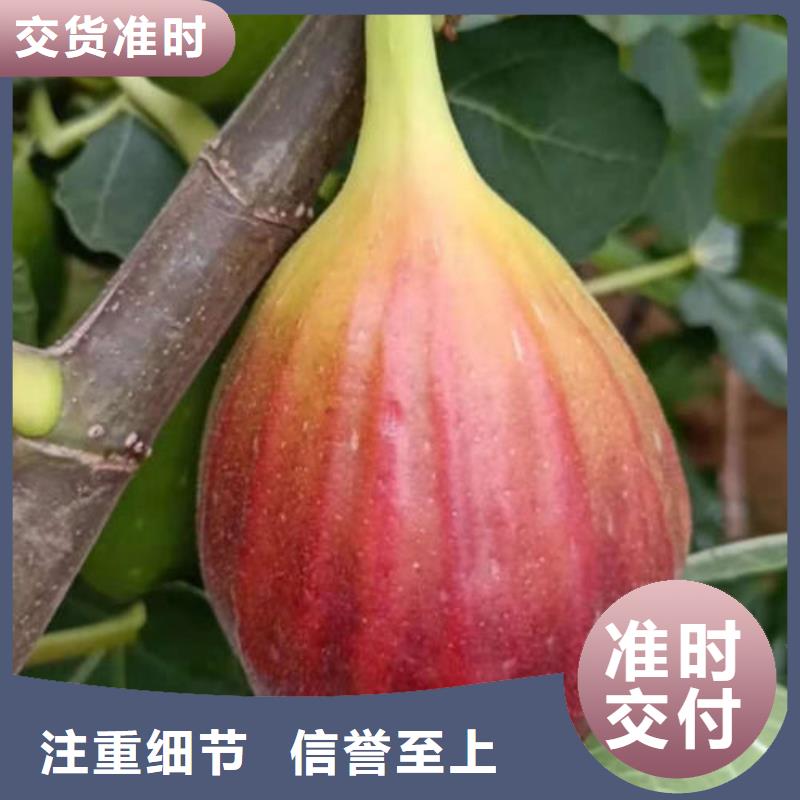 本地性价比高的无花果树苗厂家