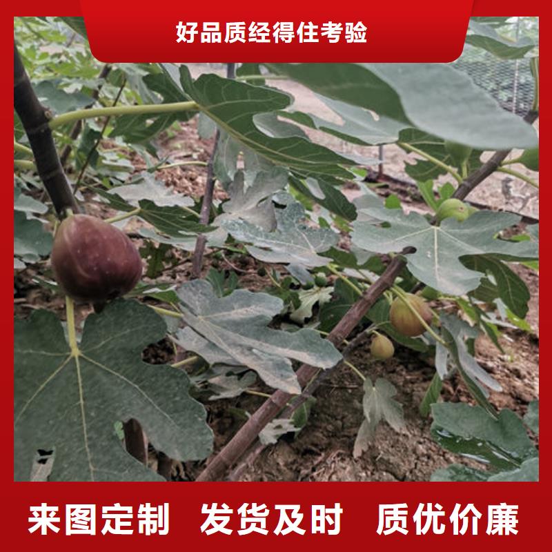 无花果树苗_无花果树苗公司