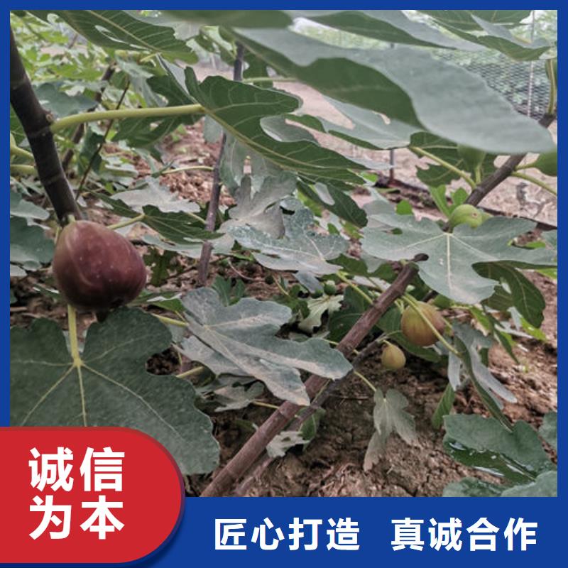 无花果树苗市场现货价格