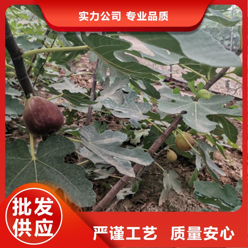 现货供应无花果树苗_精选厂家