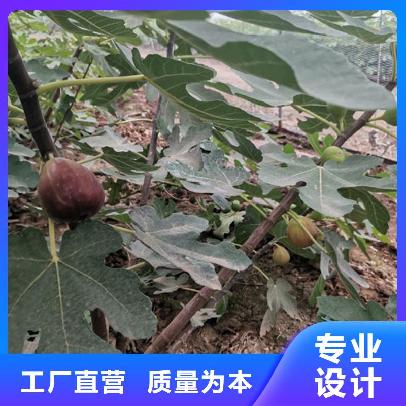 无花果树苗厂家诚信经营