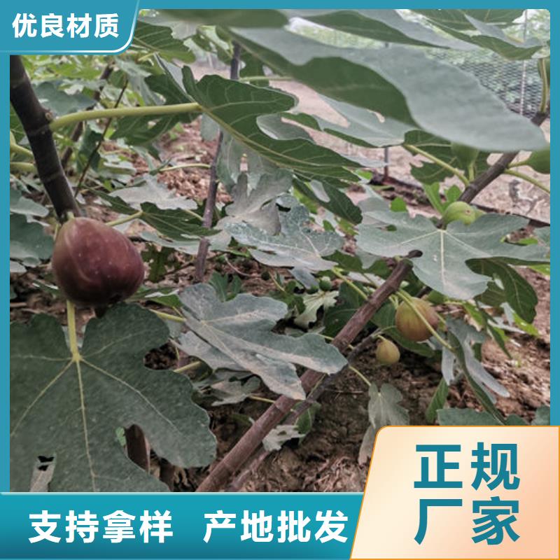 无花果树苗批量采购