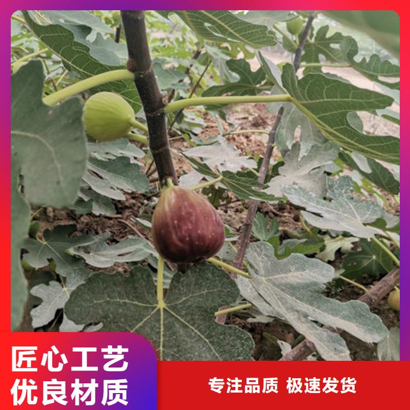 无花果树苗大品牌放心购