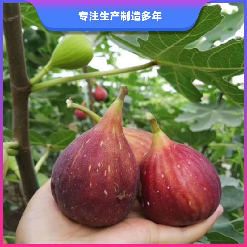 无花果树苗_无花果树苗公司